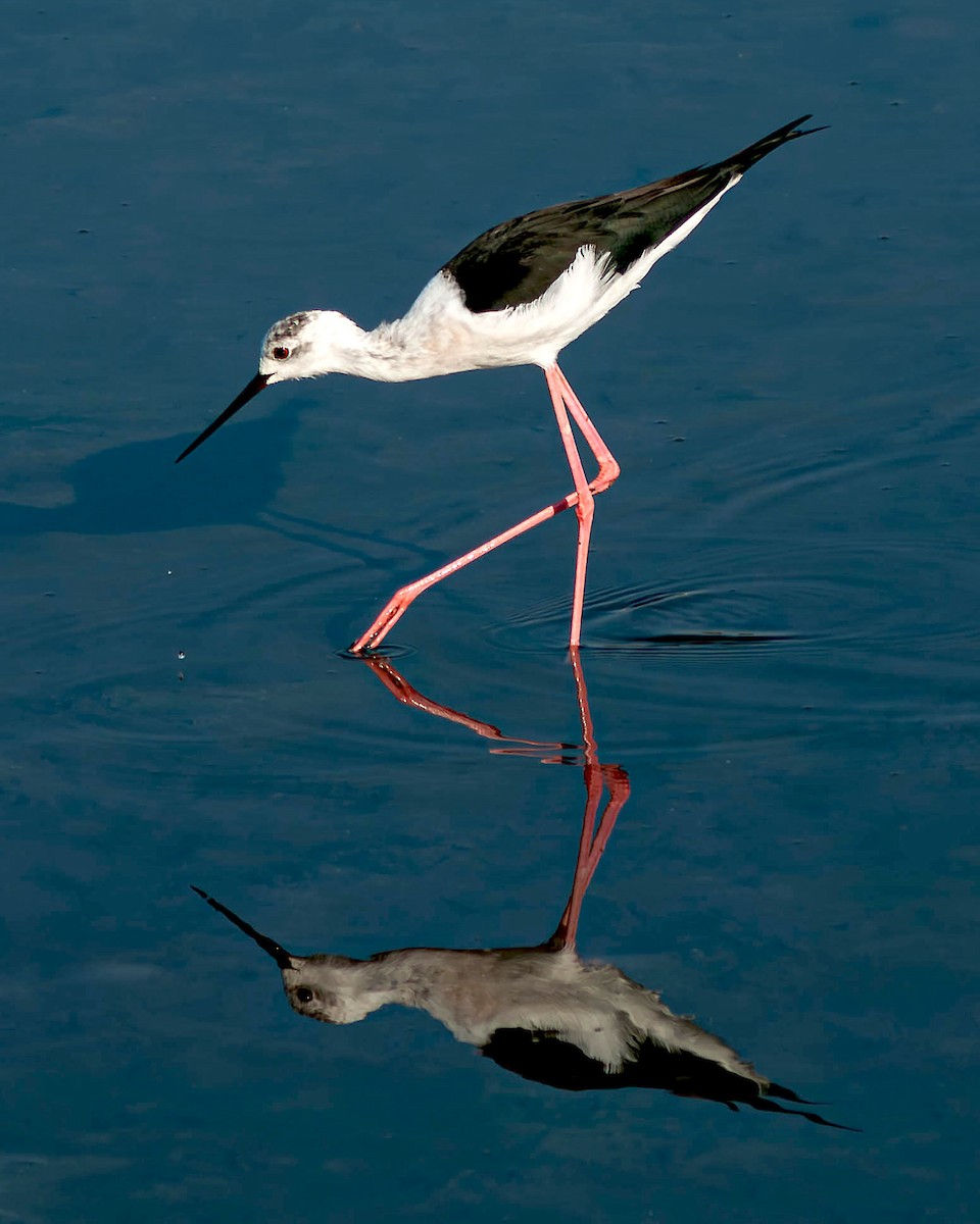 高蹺鴴 - ML647096399