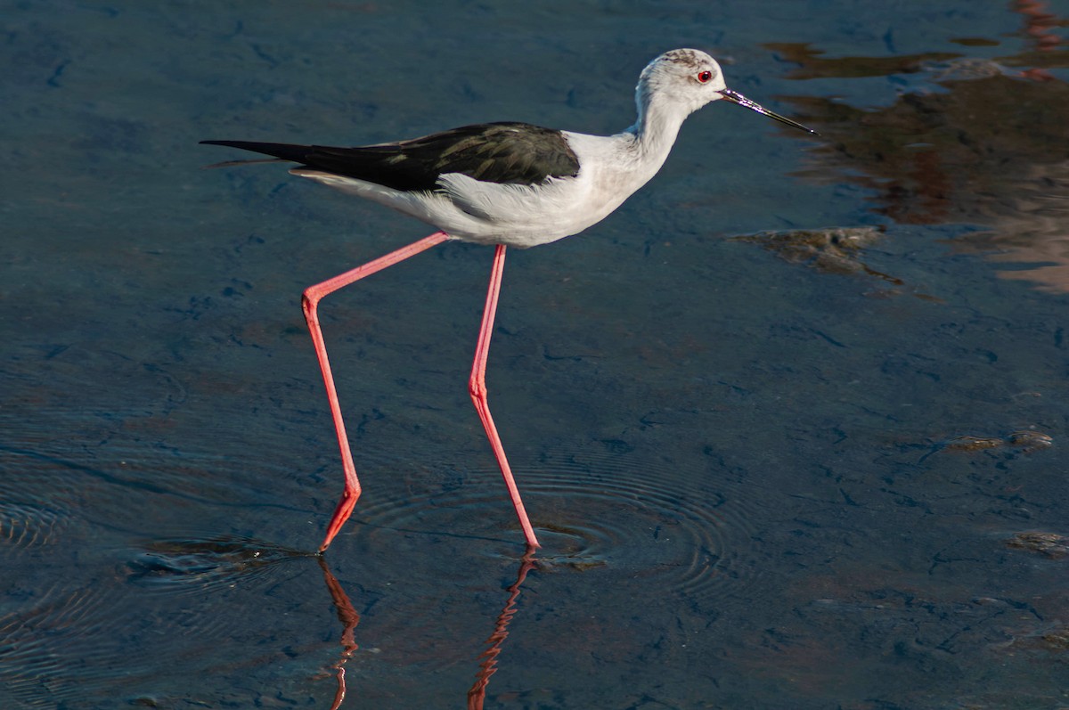 高蹺鴴 - ML647096400