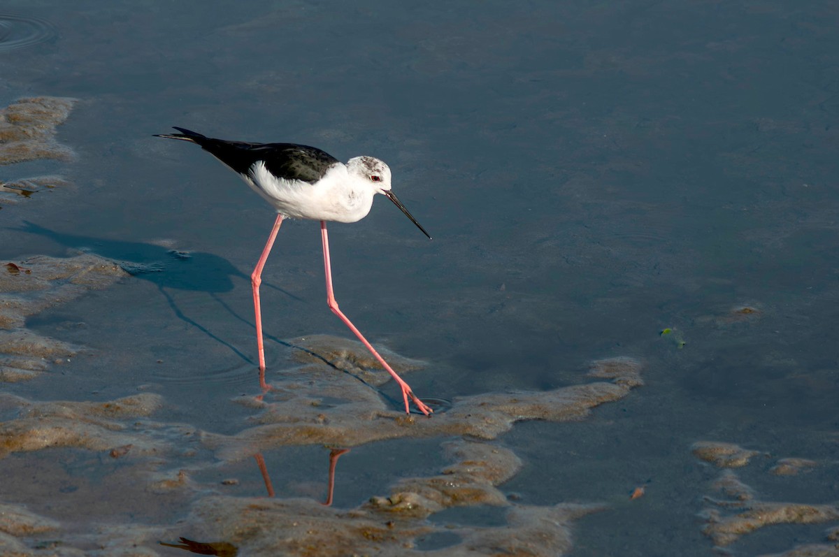 高蹺鴴 - ML647096401