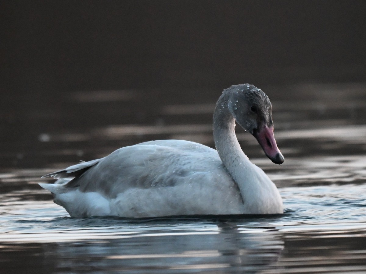 Cigno minore - ML647096403