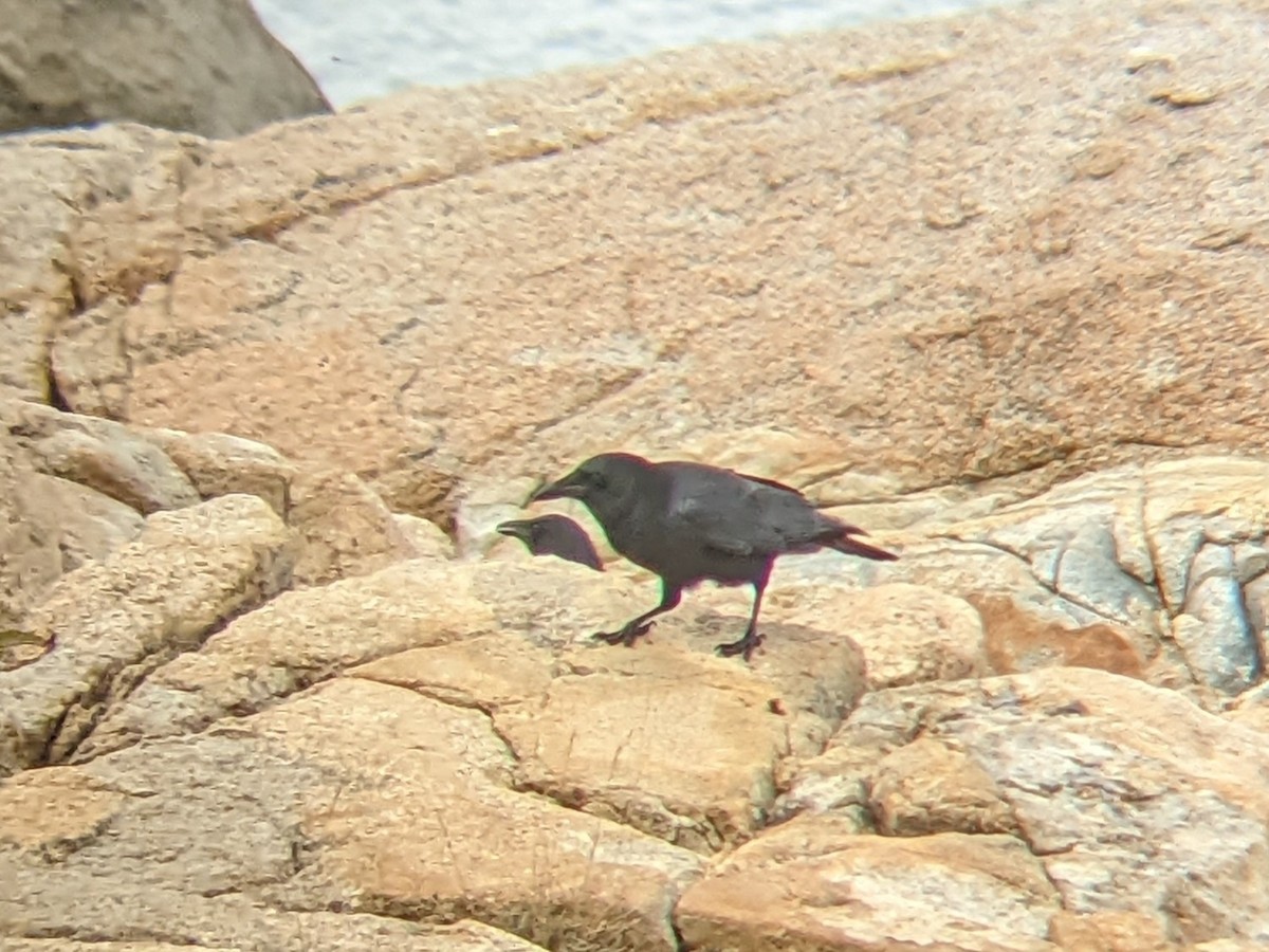 American Crow - ML647096405