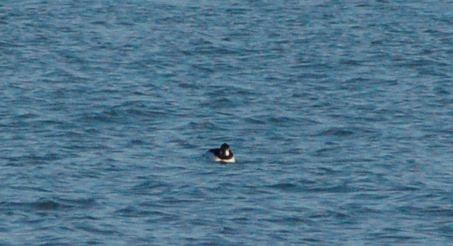 עבראש ירוק - ML647096406