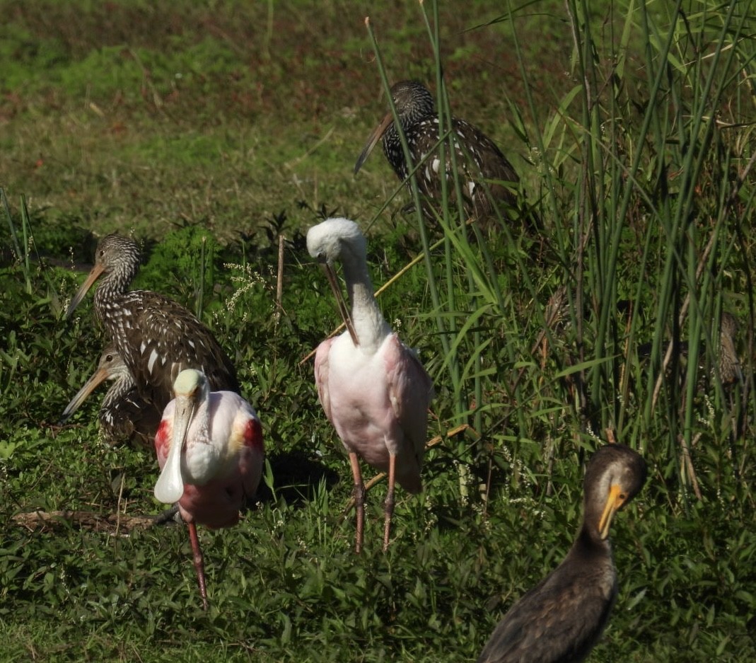 Roseate Spoonbill - ML647096409