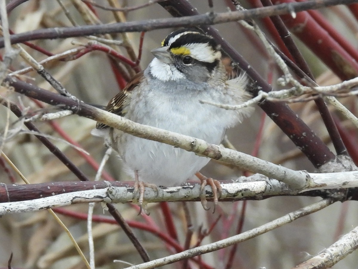 גיבתונית לבנת-גרון - ML647096410