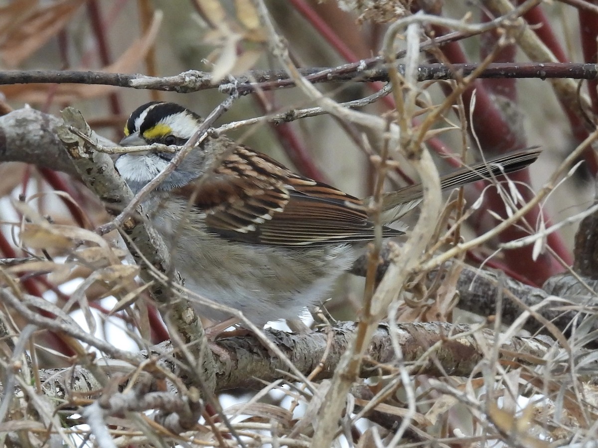 גיבתונית לבנת-גרון - ML647096411