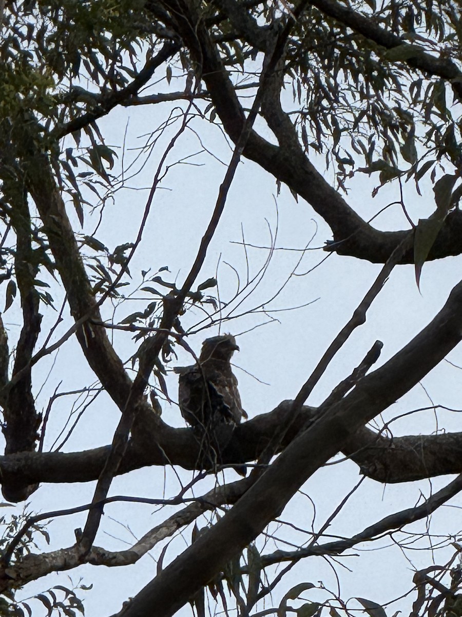 Square-tailed Kite - ML647096412