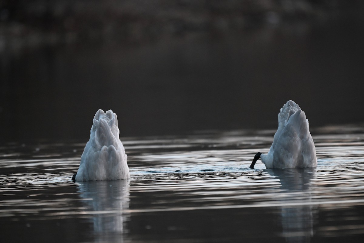ברבור קטן - ML647096413