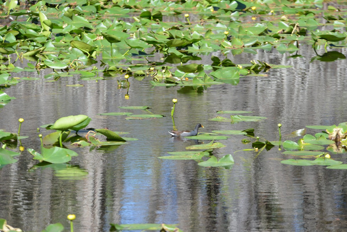 סופית אמריקנית - ML647096414