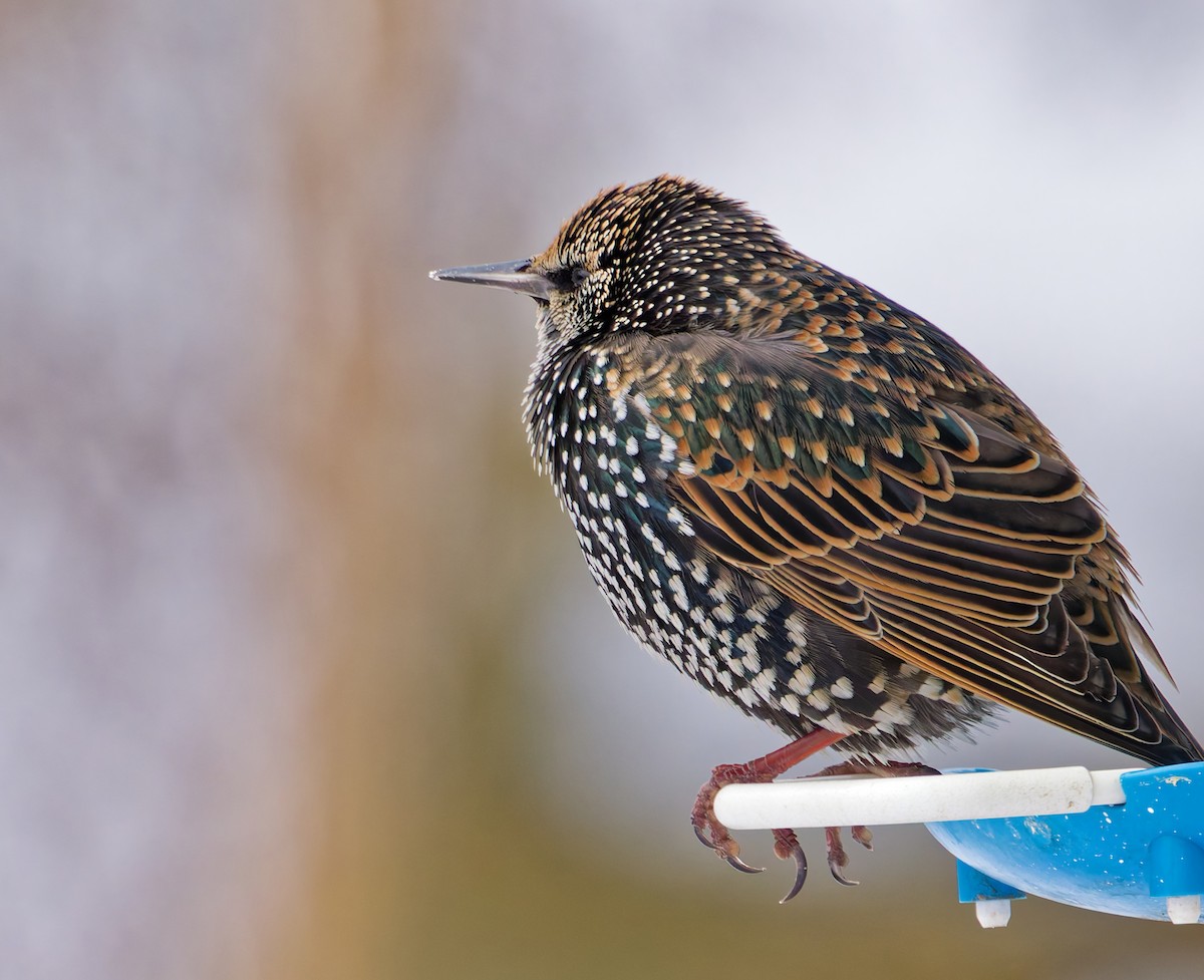 זרזיר מצוי - ML647096415