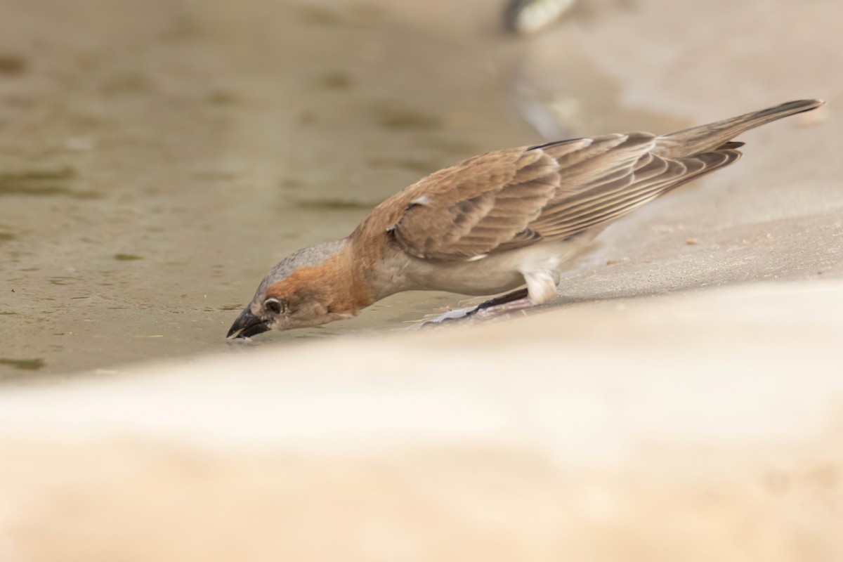 Sahel Bush Sparrow - ML647096416