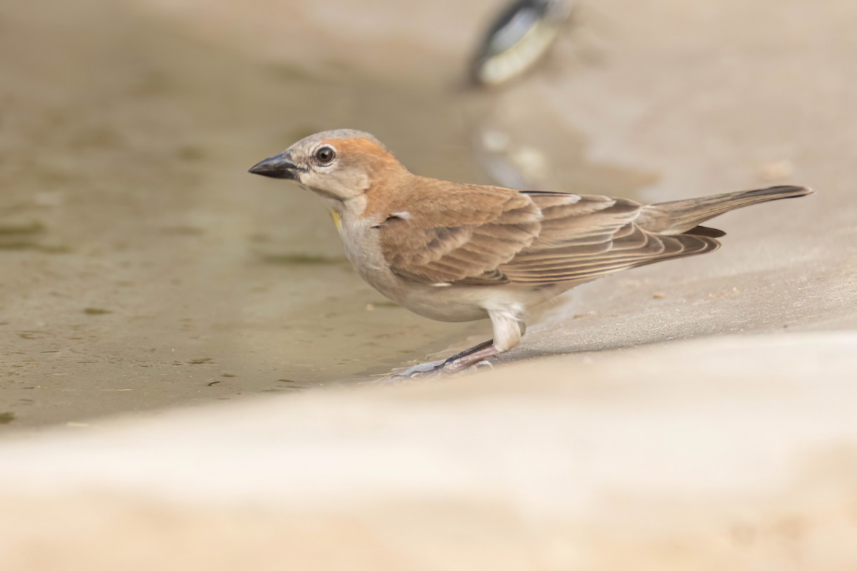 Sahel Bush Sparrow - ML647096417