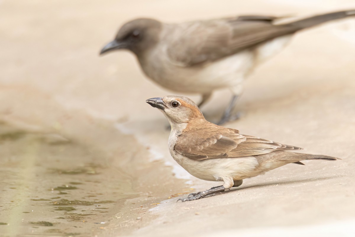 Sahel Bush Sparrow - ML647096418