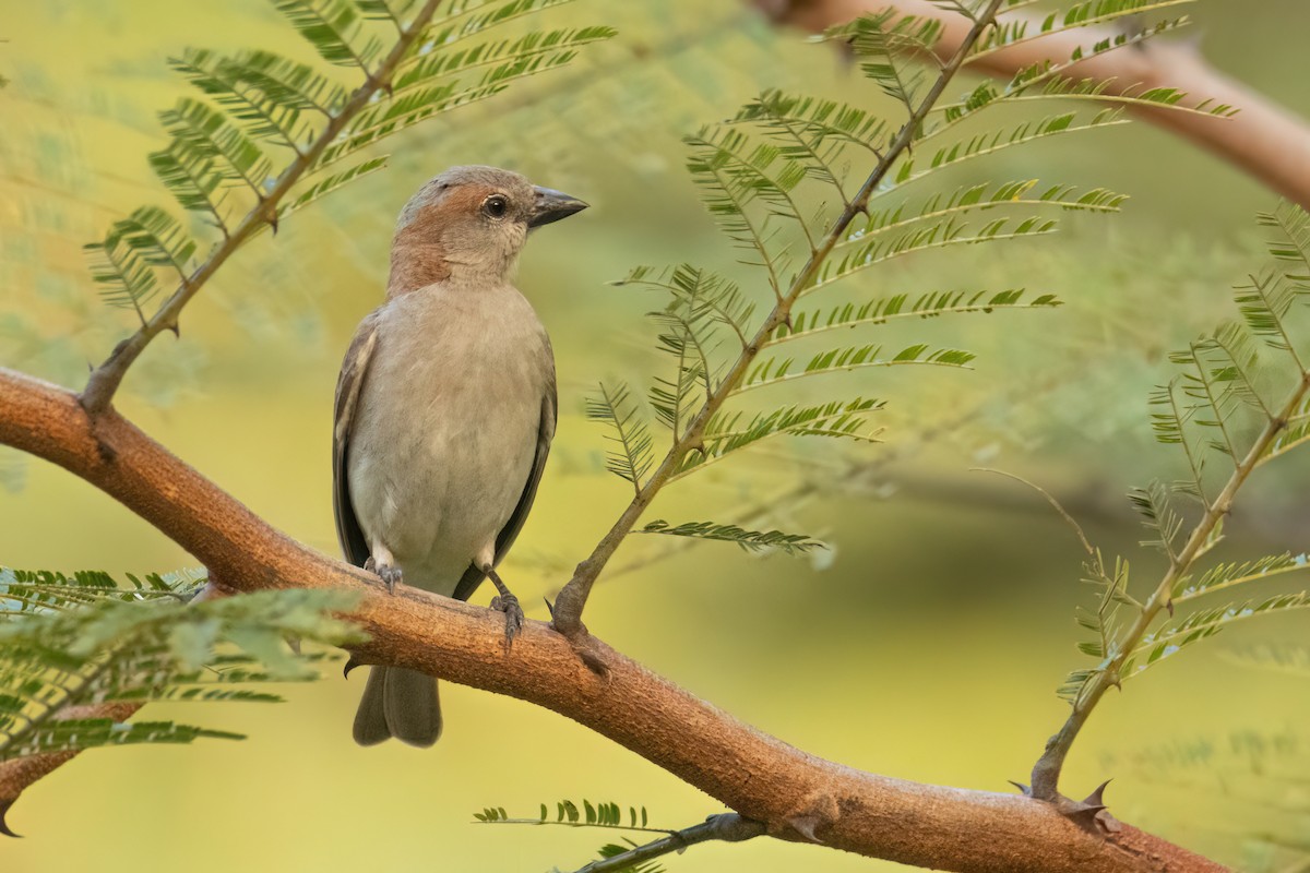 Sahel Bush Sparrow - ML647096420