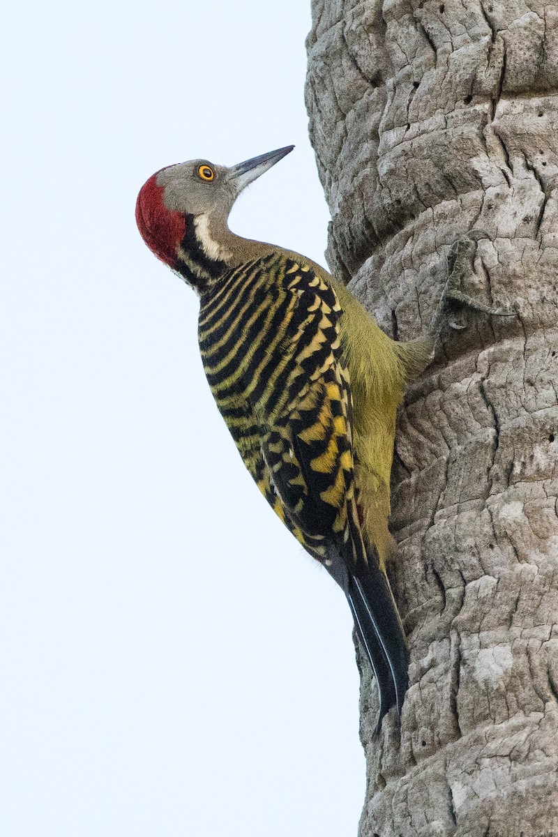 Hispaniolan Woodpecker - ML647096422