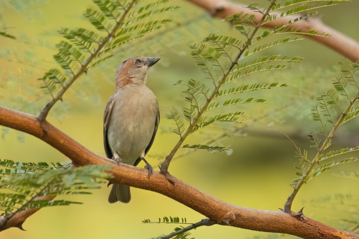 Sahel Bush Sparrow - ML647096423