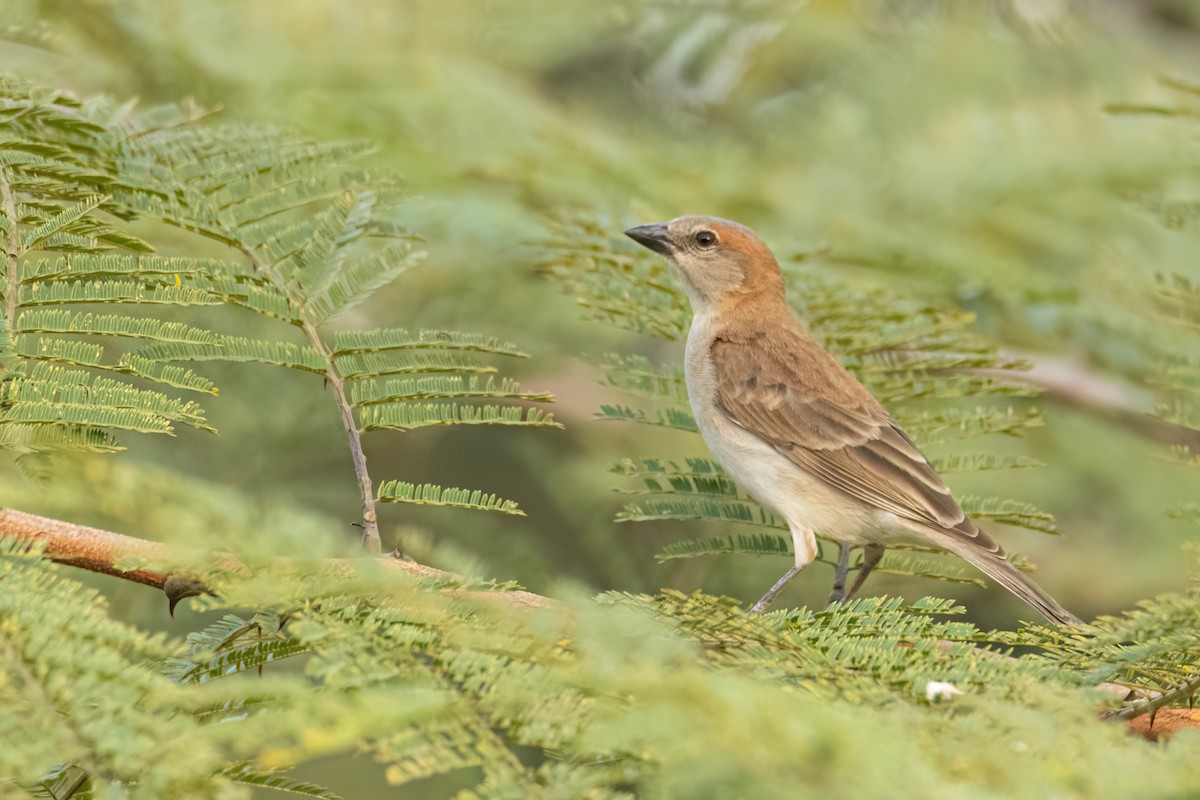 Sahel Bush Sparrow - ML647096424