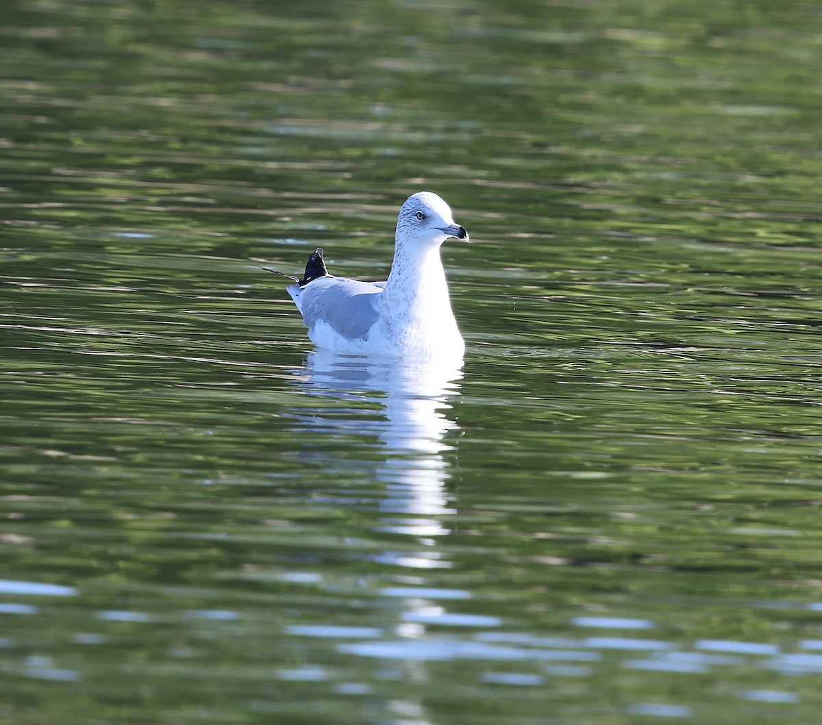שחף עקוד-מקור - ML647096425