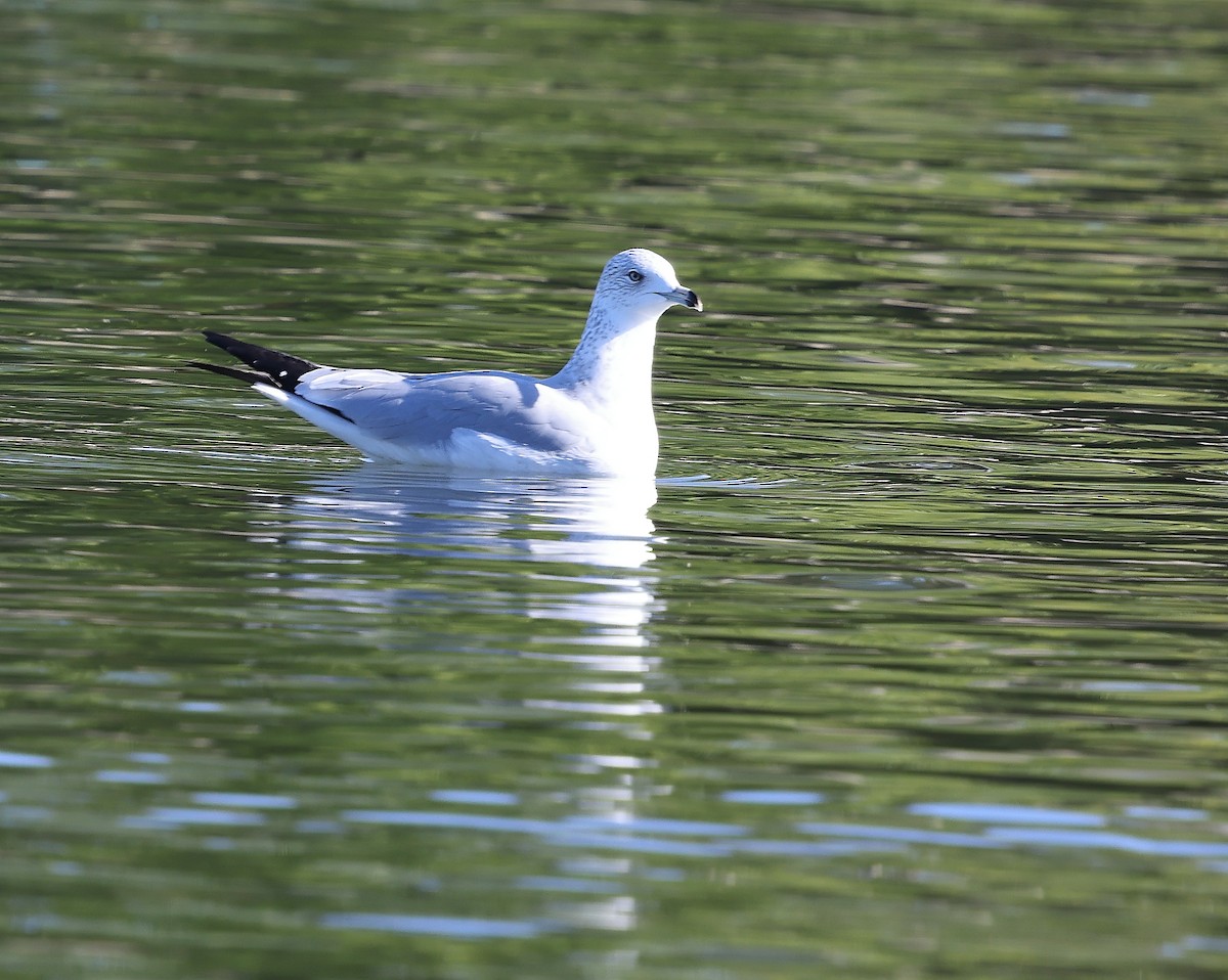 שחף עקוד-מקור - ML647096426