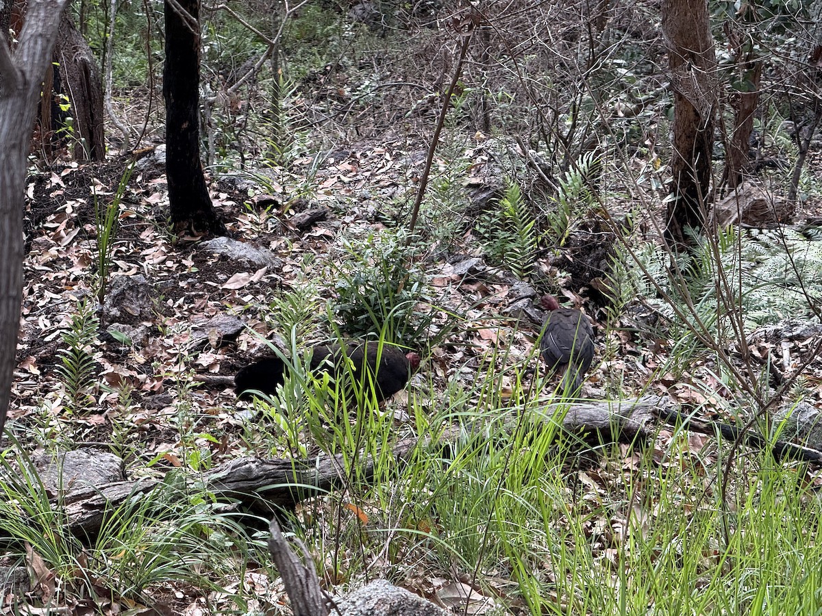 Australian Brushturkey - ML647096427