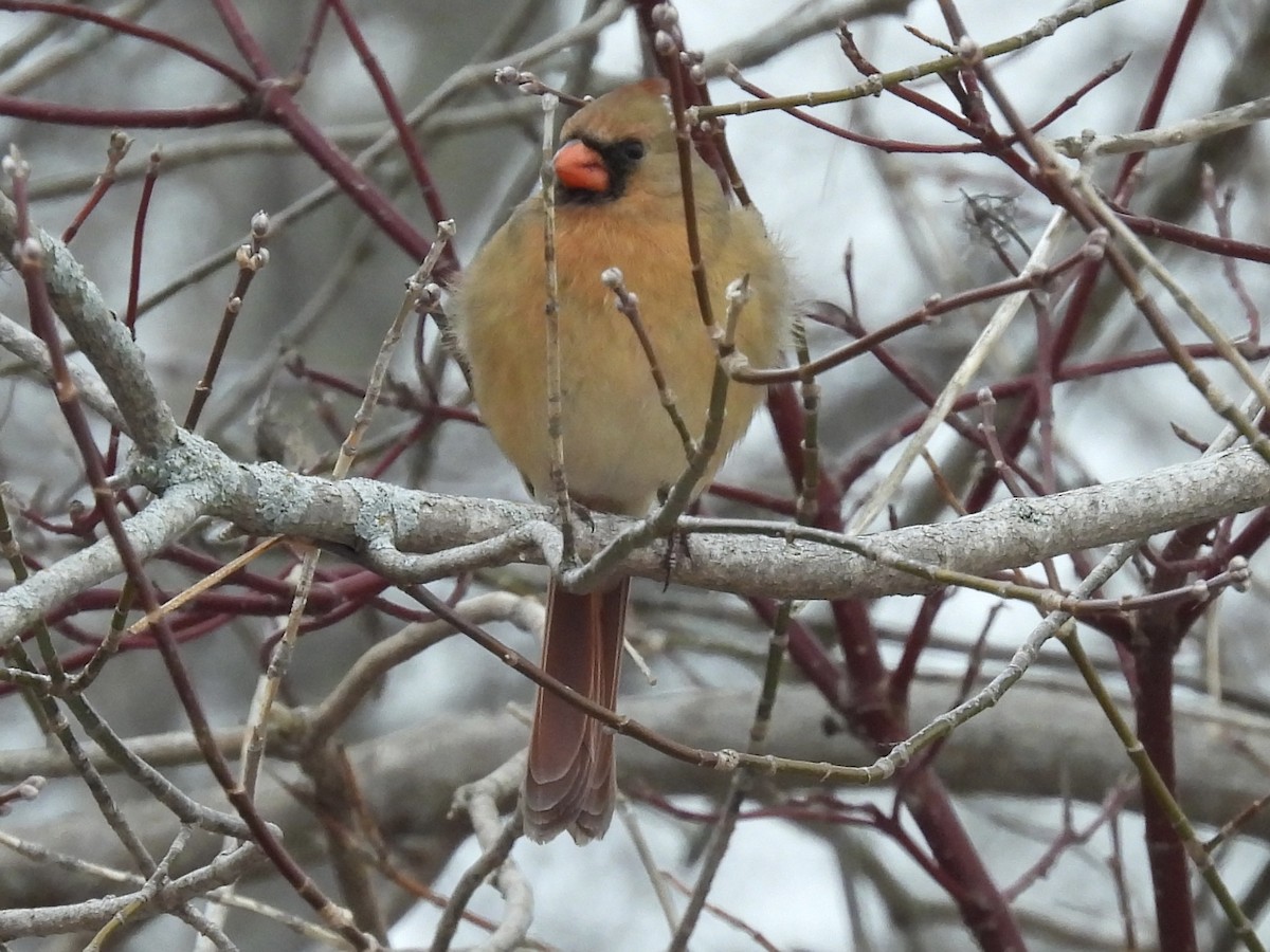 קרדינל צפוני - ML647096428
