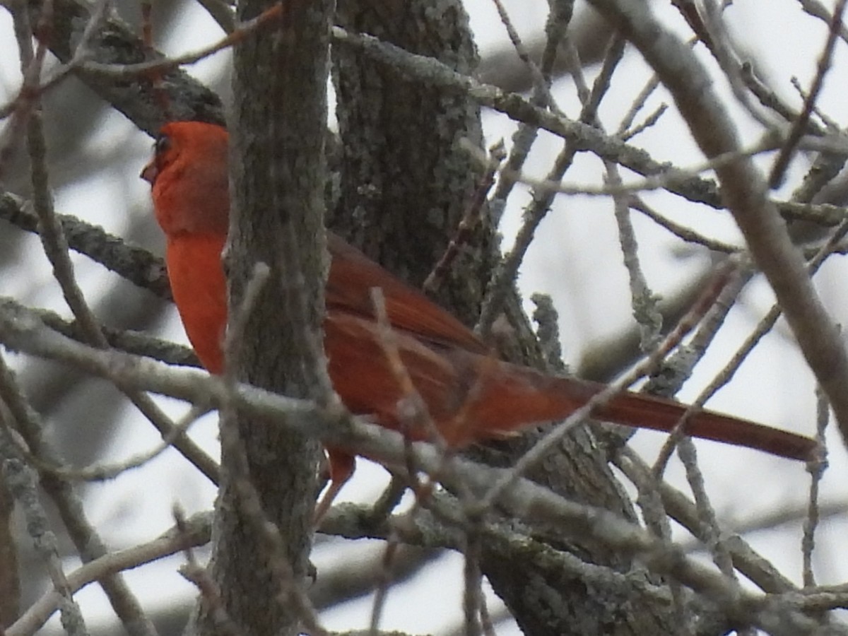 קרדינל צפוני - ML647096429