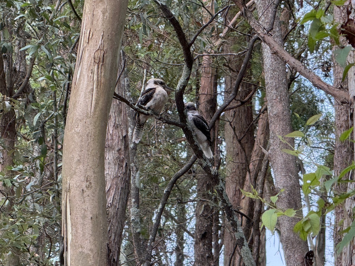 Laughing Kookaburra - ML647096431
