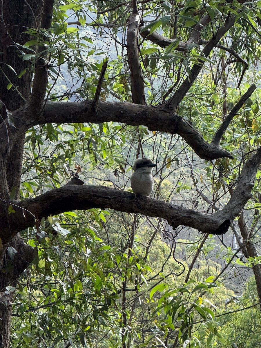 Laughing Kookaburra - ML647096432