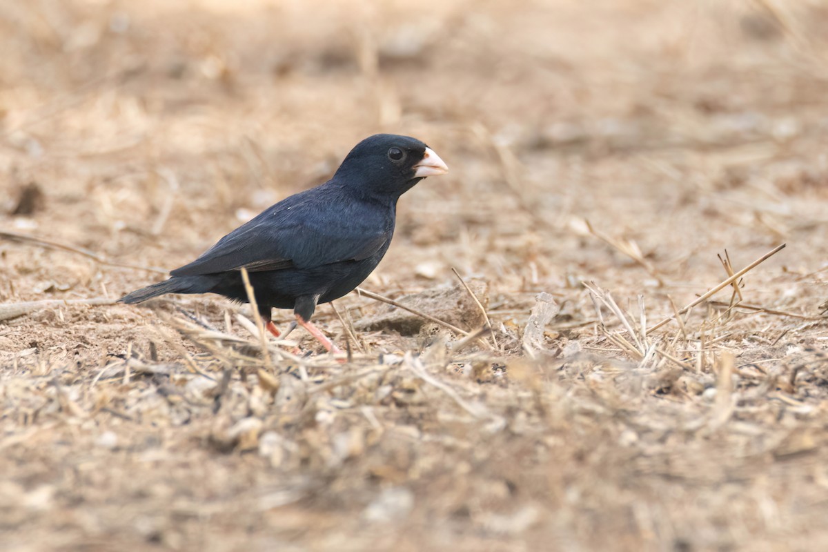 Village Indigobird - ML647096433