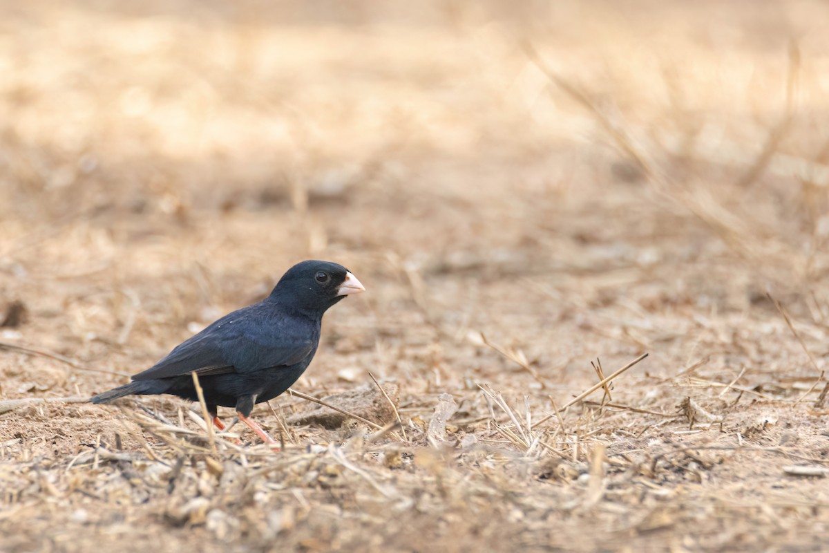 Village Indigobird - ML647096434