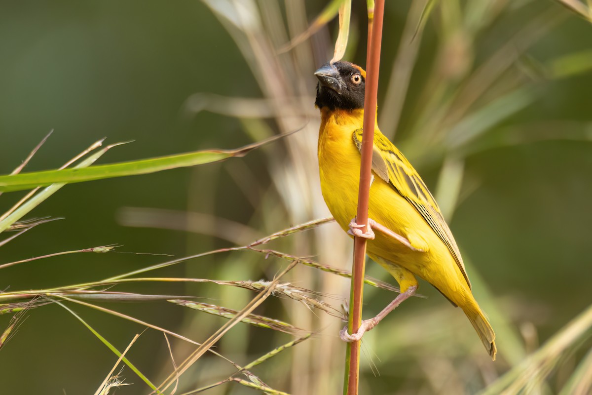 Village Weaver - ML647096435