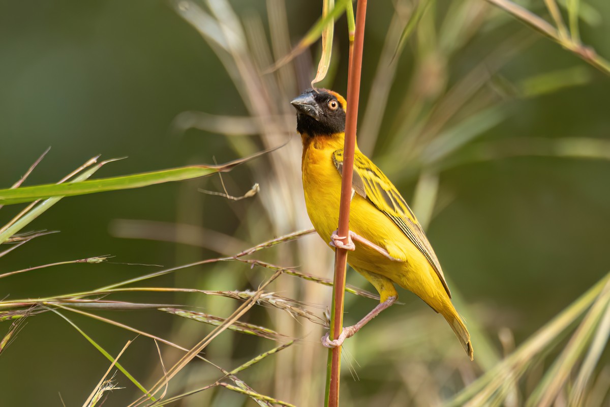 Village Weaver - ML647096436