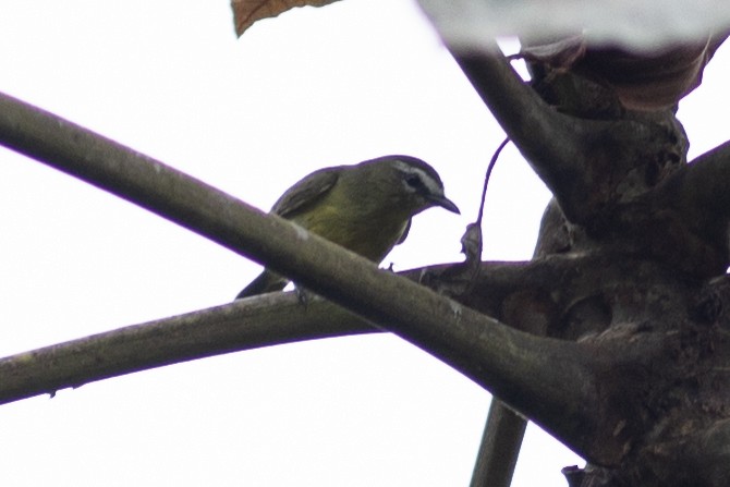 Brown-capped Tyrannulet - ML647096438