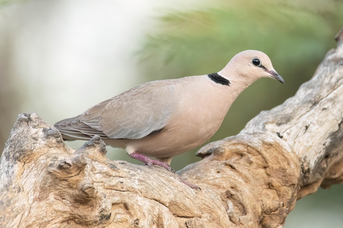 Vinaceous Dove - ML647096444