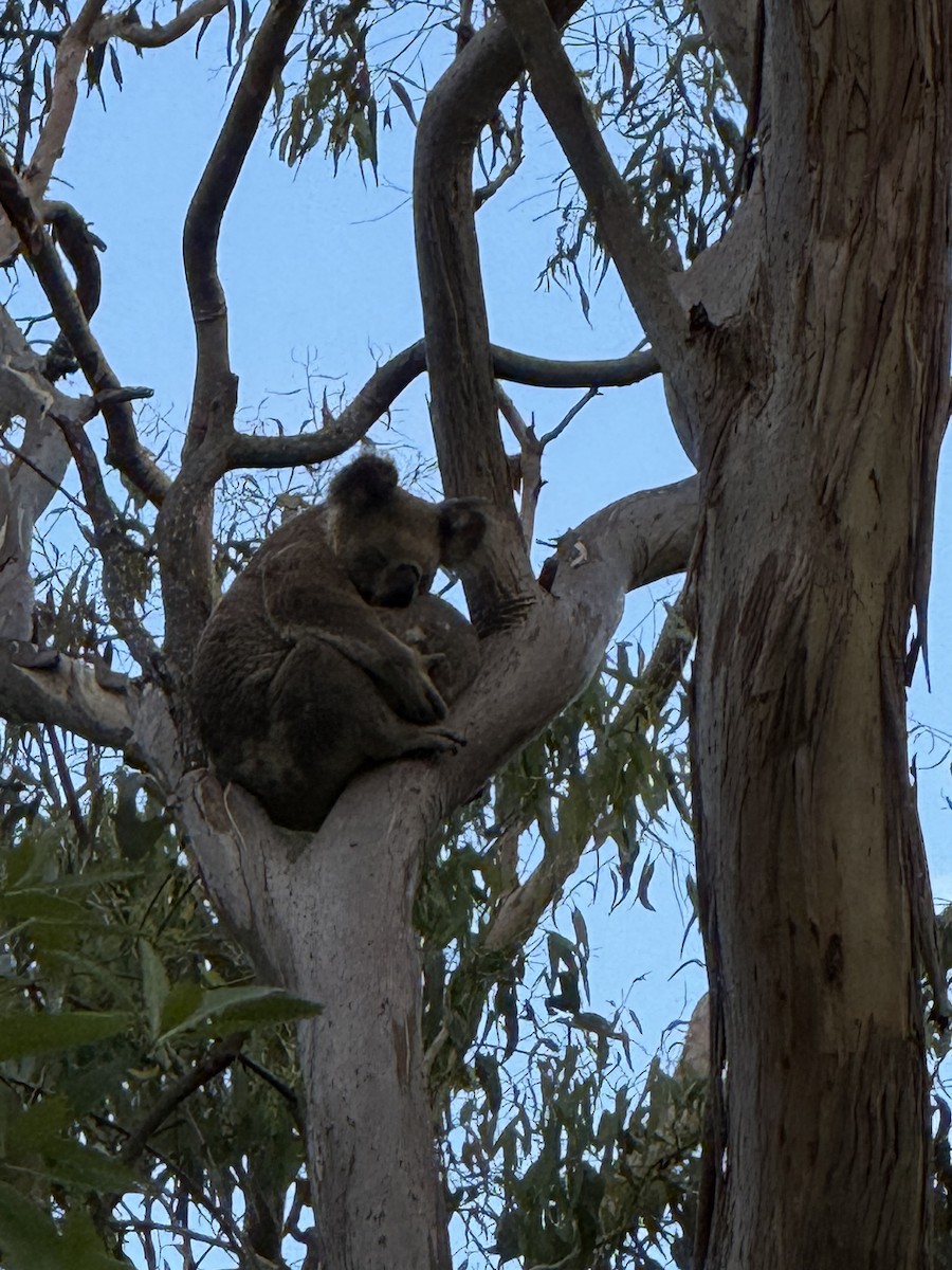 Animals - ML647096446