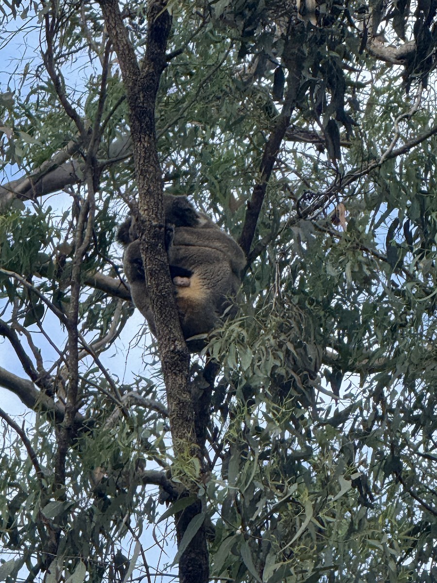 Animals - ML647096447