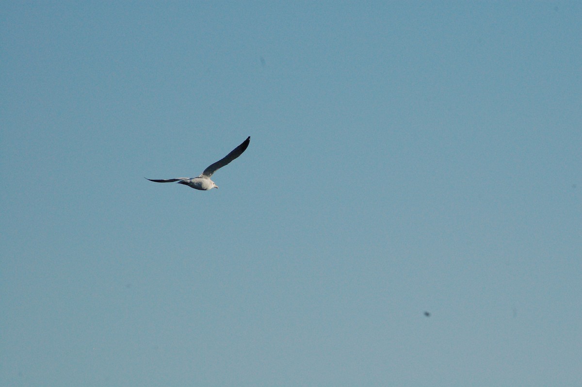 שחף מערבי - ML647096449