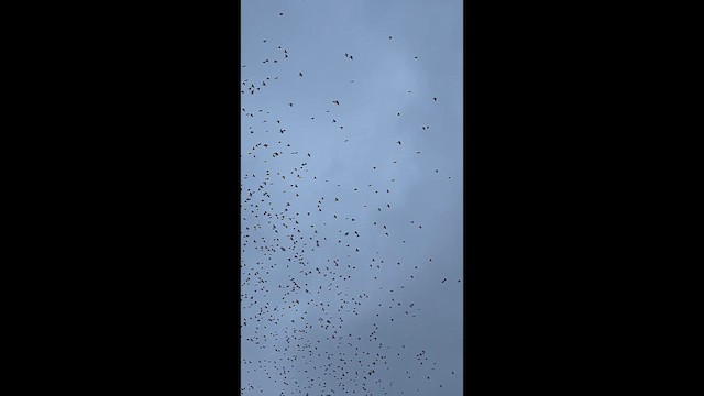 Red-winged Blackbird - ML647096450