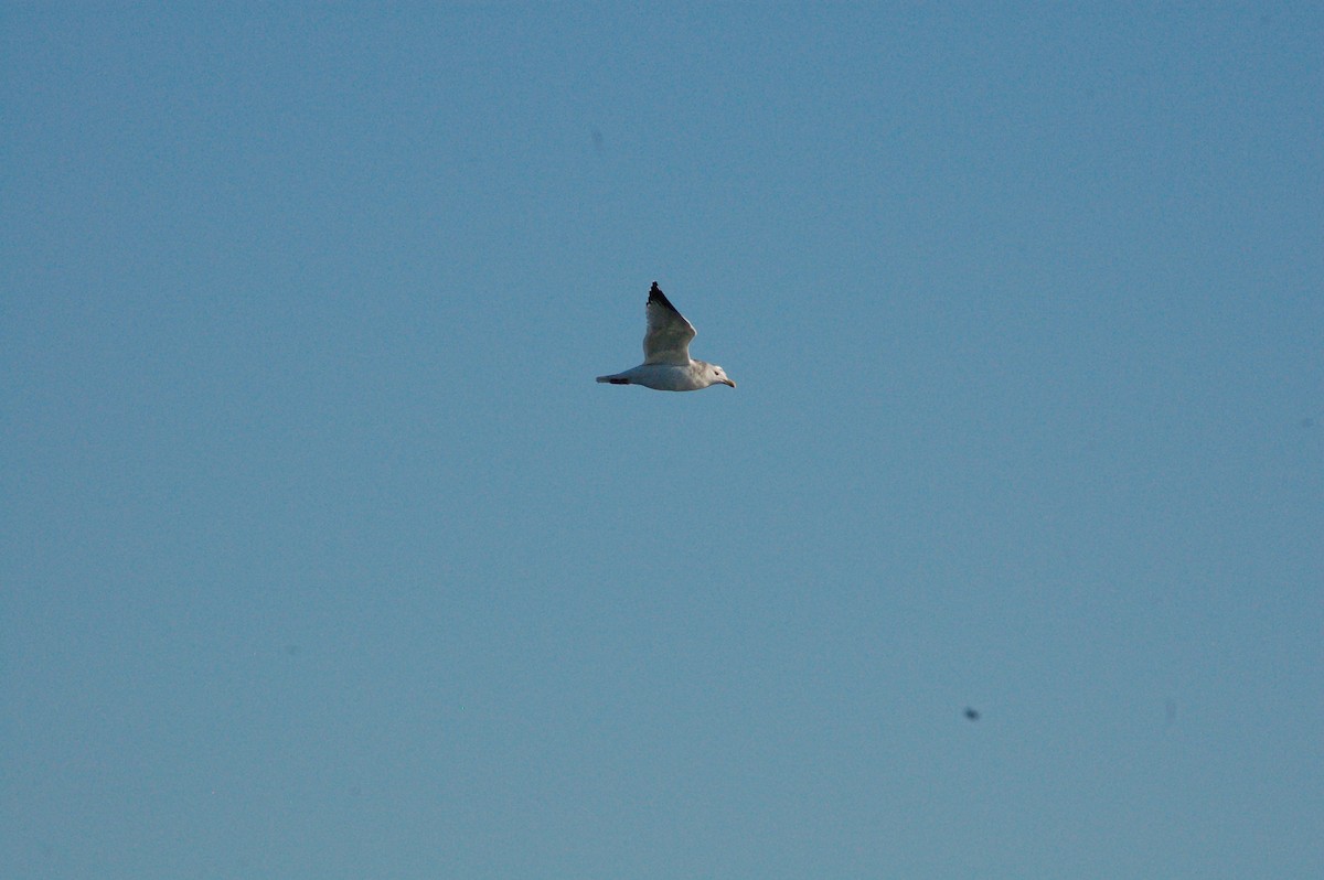 שחף מערבי - ML647096459