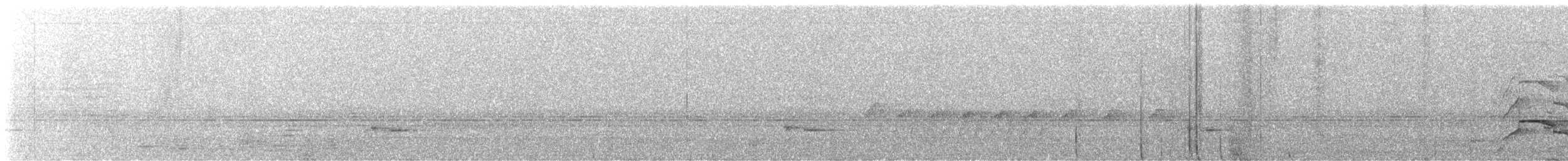 Yellow-tailed Black-Cockatoo - ML647096462