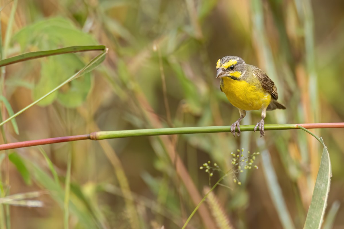 Kara Bıyıklı Sarı İskete - ML647096463