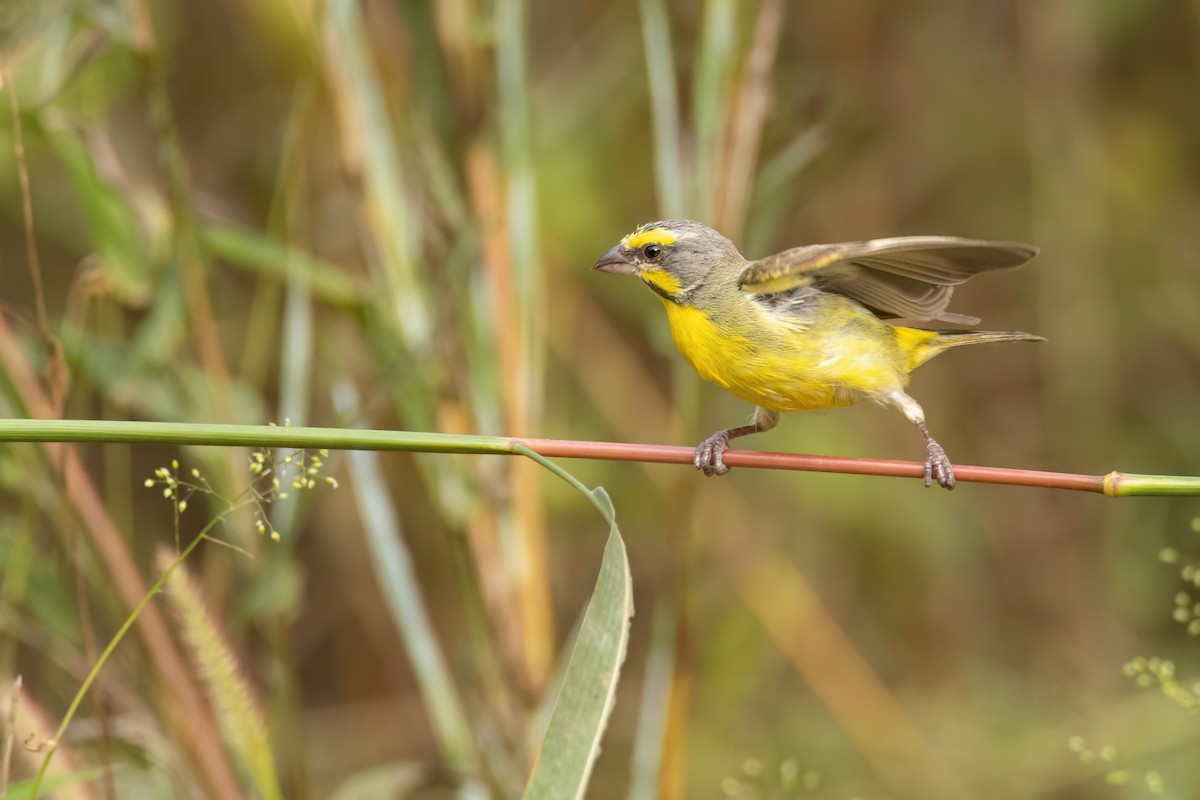 Kara Bıyıklı Sarı İskete - ML647096465