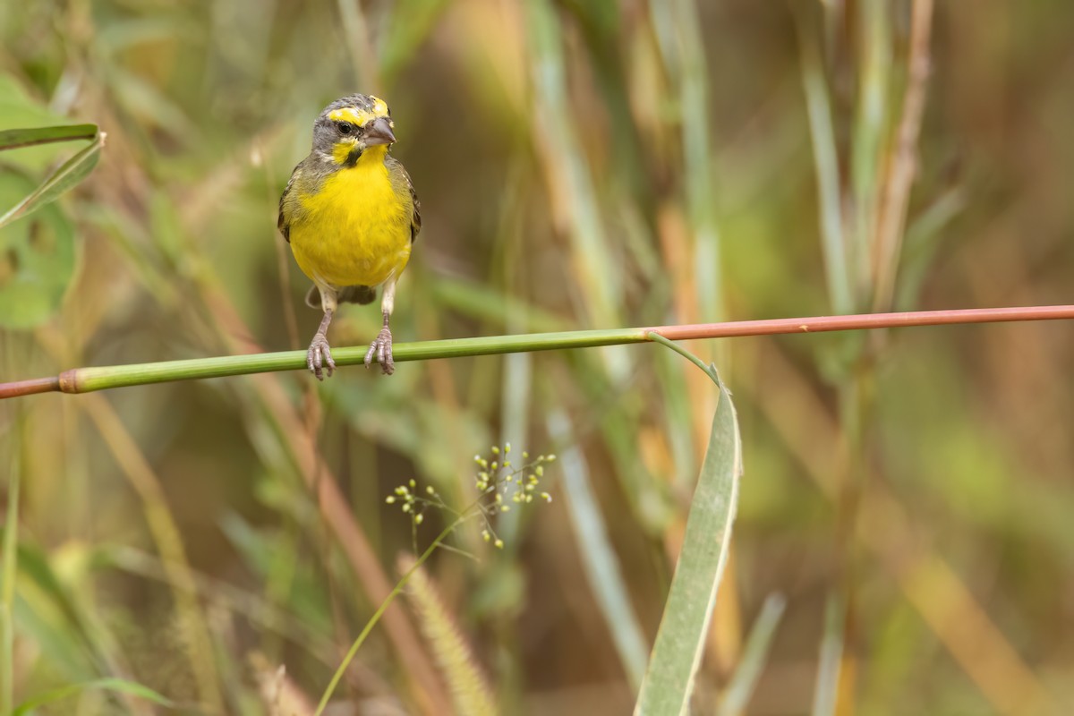 Kara Bıyıklı Sarı İskete - ML647096466