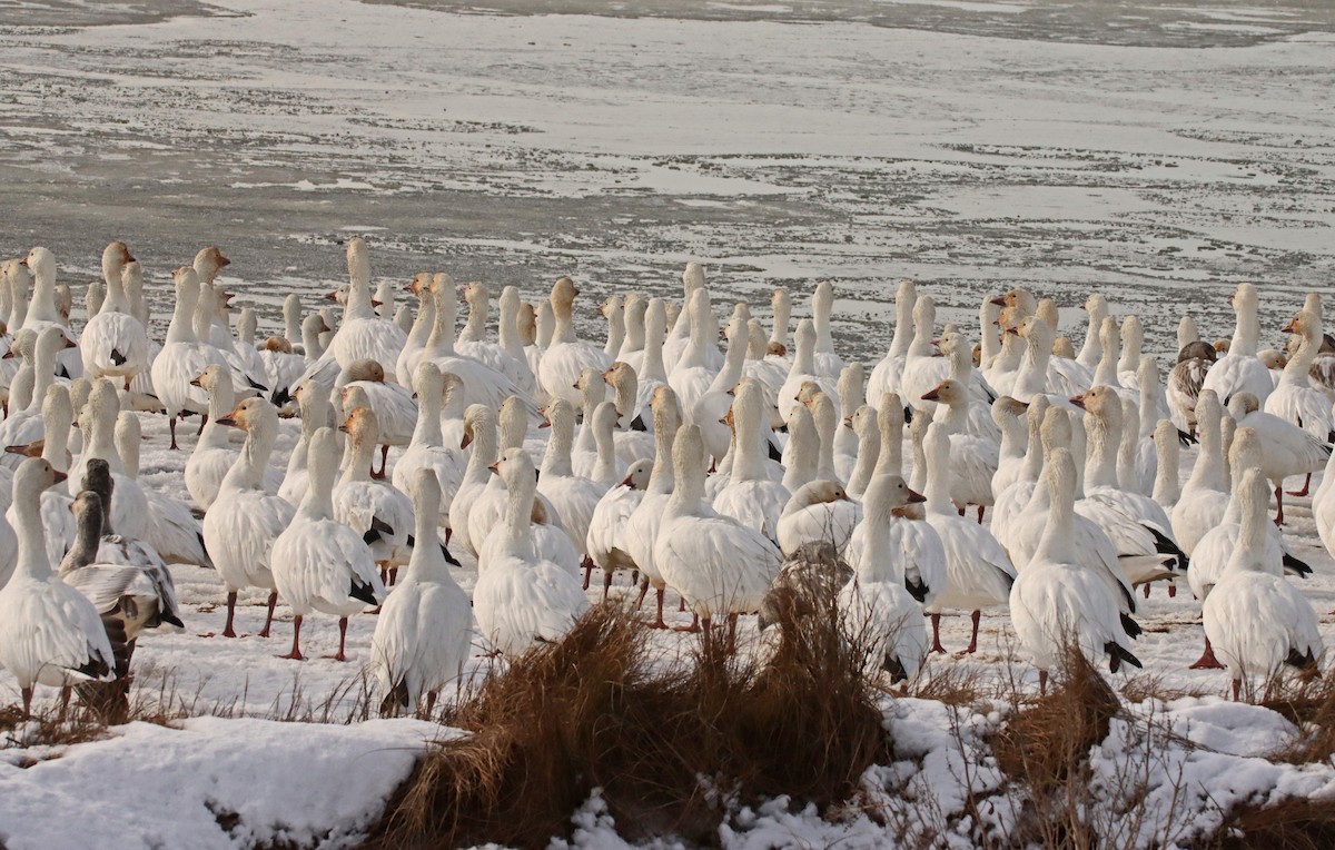 Snow Goose - ML647096476