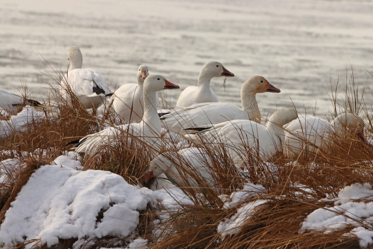 Snow Goose - ML647096477
