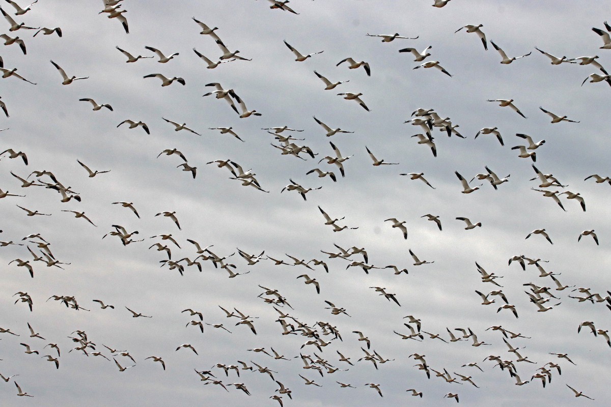 Snow Goose - ML647096478