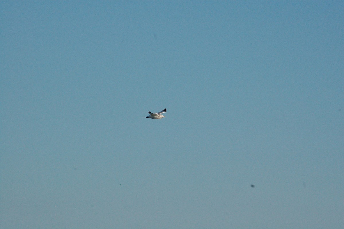 שחף מערבי - ML647096488