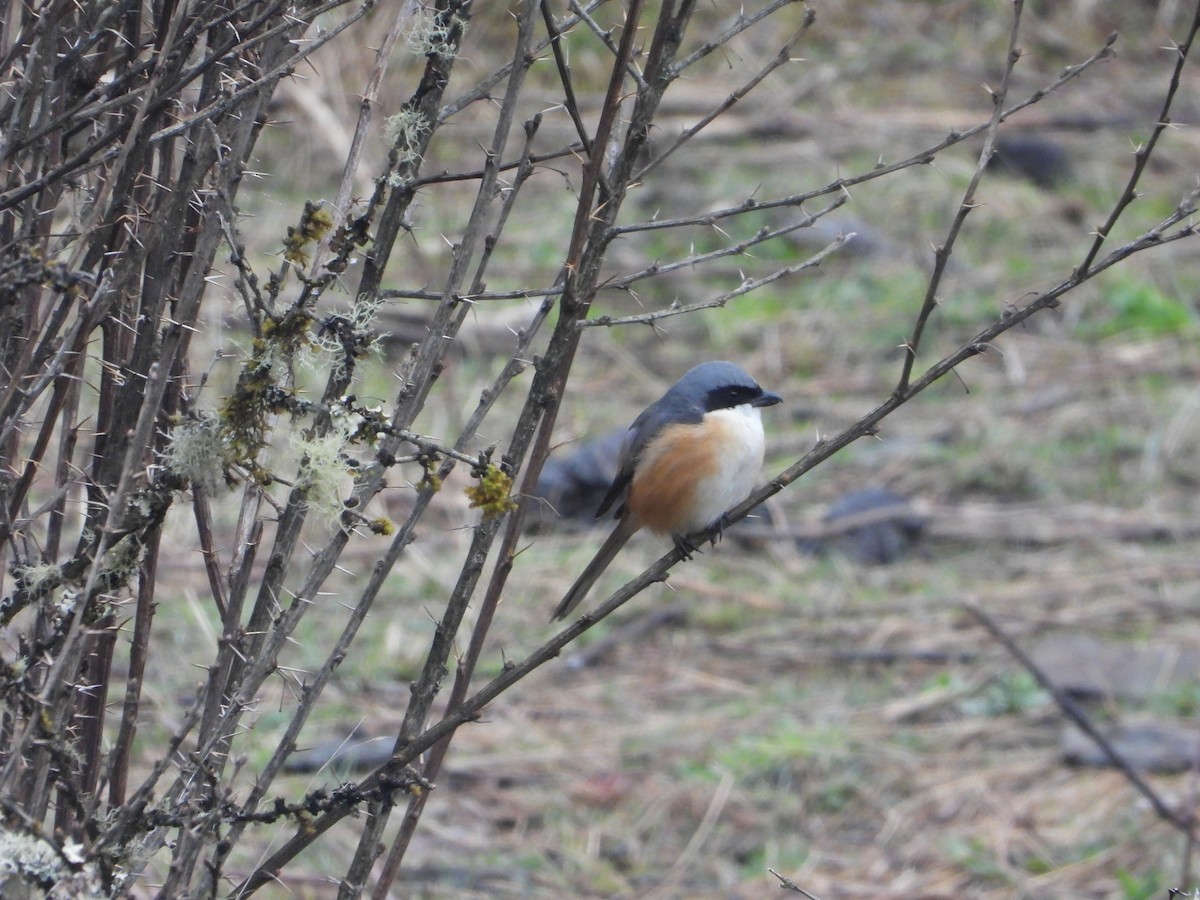 Gray-backed Shrike - ML647096489