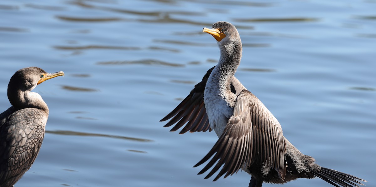 Double-crested Cormorant - ML647096498