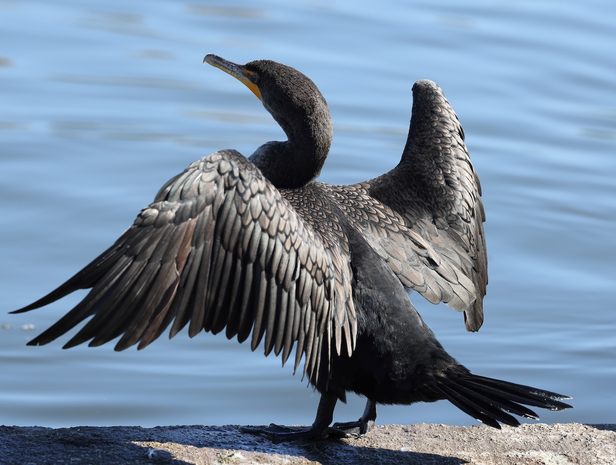 Double-crested Cormorant - ML647096499