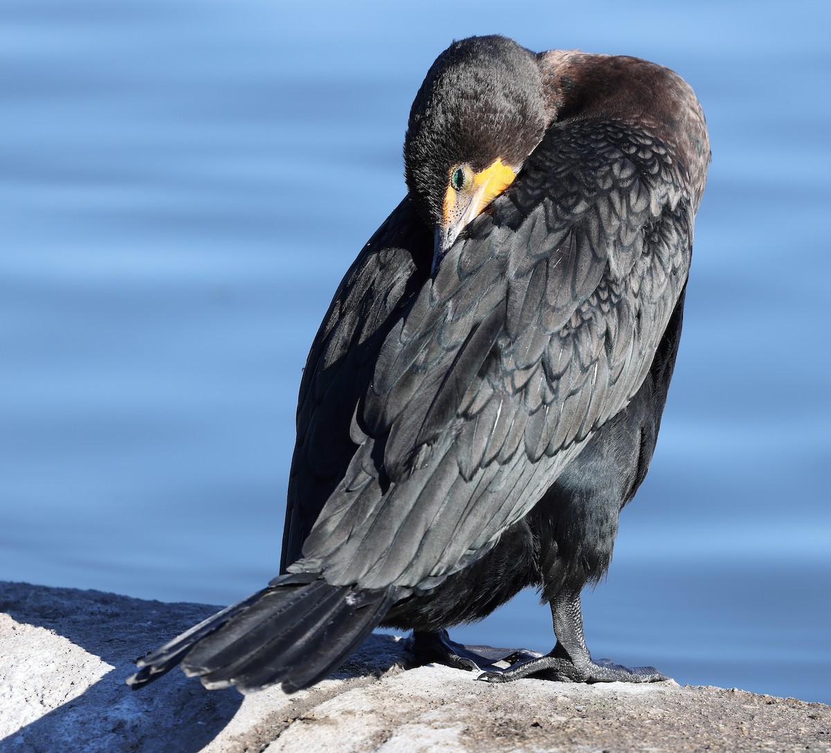 Double-crested Cormorant - ML647096500